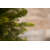  Триумф Ель Уэльская Стройная 120см зеленая, фото 2 