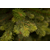  Триумф Ель Уэльская Стройная 120см зеленая, фото 5 