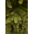  Триумф Ель Уэльская Стройная 120см зеленая, фото 6 