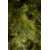  Триумф Можжевельник 155см зеленая, фото 3 